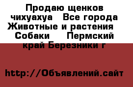 Продаю щенков чихуахуа - Все города Животные и растения » Собаки   . Пермский край,Березники г.